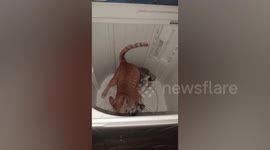 Two naughty pet cats caught wrestling inside washing machine
