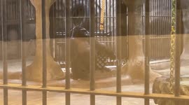 Notorious Pata Zoo where 'world's loneliest gorilla' is kept reopens in Thailand