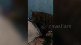 Pet cat gives owner relazing tummy massage