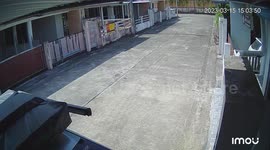 Hero pet dog chases away aggressive strays that try to attack schoolboy