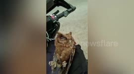 Kind rider stops to help owl that fell from tree in Singapore