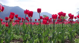 Tulip Garden Opened in Kashmir