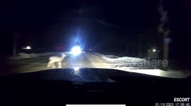 Close Call: Car Nearly Collides With a Deer on a Quiet Road at Night