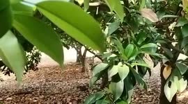 Tiger captured and rescued after it enters nursery in western India