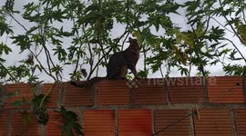 Meu gatinho encima do muro, ele bem sábio sempre gosta de esta assim passeando e subir no muro