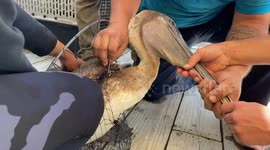 Operation pelican rescue: Bird catches a break when dad saves the day