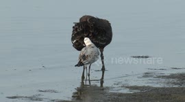 It’s a bum-pecker, not a woodpecker!  What is this young Gull doing with the Swan’s backside?