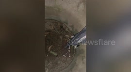 Hapless kitten rescued with basket and towel when it fell inside large jar