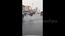 Escaped ostrich runs among vehicles on busy road in China
