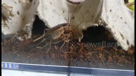 Crickets having bit to much funi