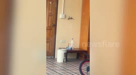 Snake tries to reach tokay gecko clinging to living room wall