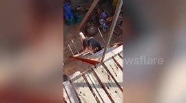 Adventurous pet Siberian Husky climbs up steep ladder