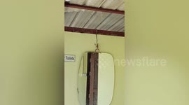 Residents release hapless frog from jaws of tree snake