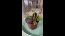 'This is so incredible!' - Toddler's reaction on Hungry Venus flytrap snapping shut on a fly