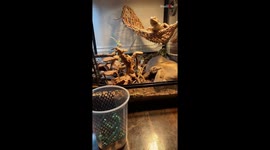 'Hit the Bullseye!' - Hungry bearded dragon jumps to snatch hornworms from basket