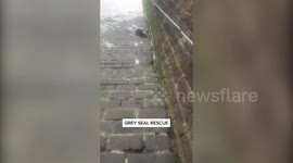 Injured seal left whimpering after getting stranded on harbour for more than 24 hours