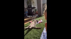 SoCal Kitty - Taco the cat enjoys tanning with his mom outside