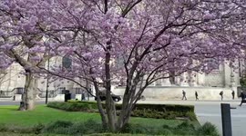 Cherry blossom trees in bloom next to St Paul’s Cathedral