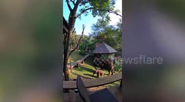 Tourists wake up to elephants at their balconies and feed them bananas for breakfast
