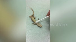 Kind resident revives unconscious gecko with CPR using cotton swab
