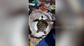 Artist uses discarded oyster shells as canvas for marine animal paintings