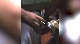 Pet Chihuahua makes funny chomping noise while eating favourite food