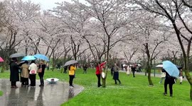 Outrage as Chinese woman shakes cherry blossom trees for friend's video