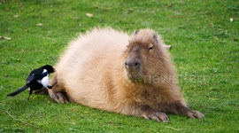 Capybara caught getting a new hair-do from his magpie friend at the zoo