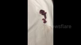 Hotel guest in China horrified after finding nest of dead mice under his pillow