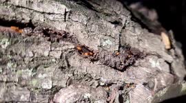 termites in action.