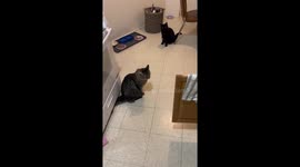 Cat's Kitchen Nightmare: Hilarious Mishap with a Piece of Paper Stuck on Tail