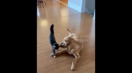 Hilarious viral video of kitten and dog getting into a fight