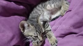 Meu gatinho quando ainda era um bebezinho, era muito fofinho e brincalhão