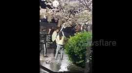 Outrage as influencers shake 100-year-old cherry blossom tree for a video in China