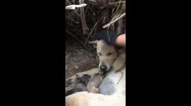 Dog and her 11 newborn puppies removed from thorny pineapple shrub in Vietnam
