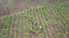 Wild elephant herd tramples across farm to reach forest