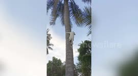 Pet cat swiftly climbs up coconut tree like monkey