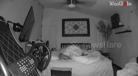 Poor dog trying to sleep with owners falls off bed in a d-ROLL-ing fashion
