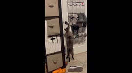 Slick cat doesn't need people opening doors for him