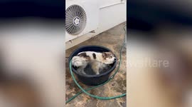 Pet dog cools off in basin with water as summer season heats up Thailand