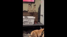 Live action Siamese twins from Lady and The Tramp *Cats watching TV*