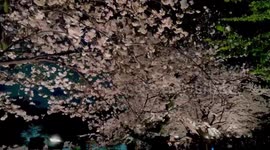 Cherry blossoms in full bloom in Tokyo, Japan