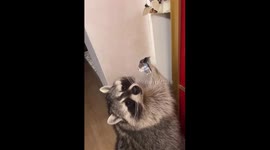 Raccoon causes ruckus during live broadcast