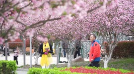 Blooming time! Crabapple trees in flower in China's Suqian