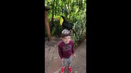 Toucan relieves himself while on child's head at animal sanctuary in Costa Rica
