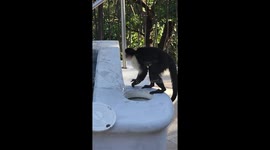 Monkeys take over hotel swimming pool!