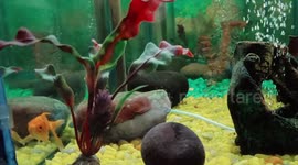 Fish aquarium in Lucknow Zoo