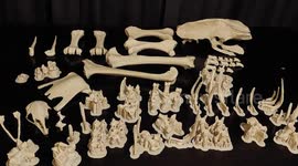 Inside the 630-hour process of 3D printing an extinct mega bird from New Zealand