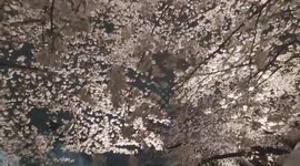 Cherry Blossoms in full bloom in Tokyo, Japan