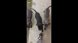 Cane corso puppies